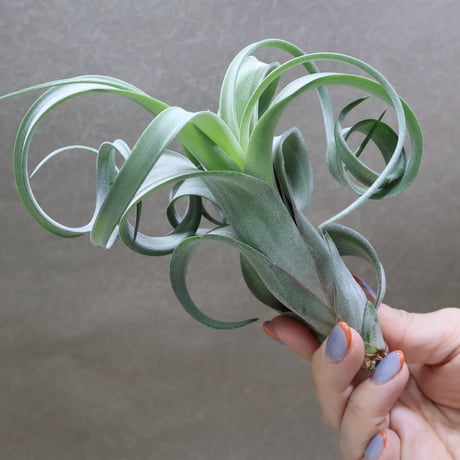 CATEGORY 品種名：I/J/K/L | air-plants TENGU-DO