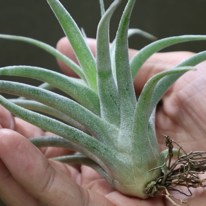 ブロメリア・エアープランツ T. ehlersiana x chiapensis ブロメリア