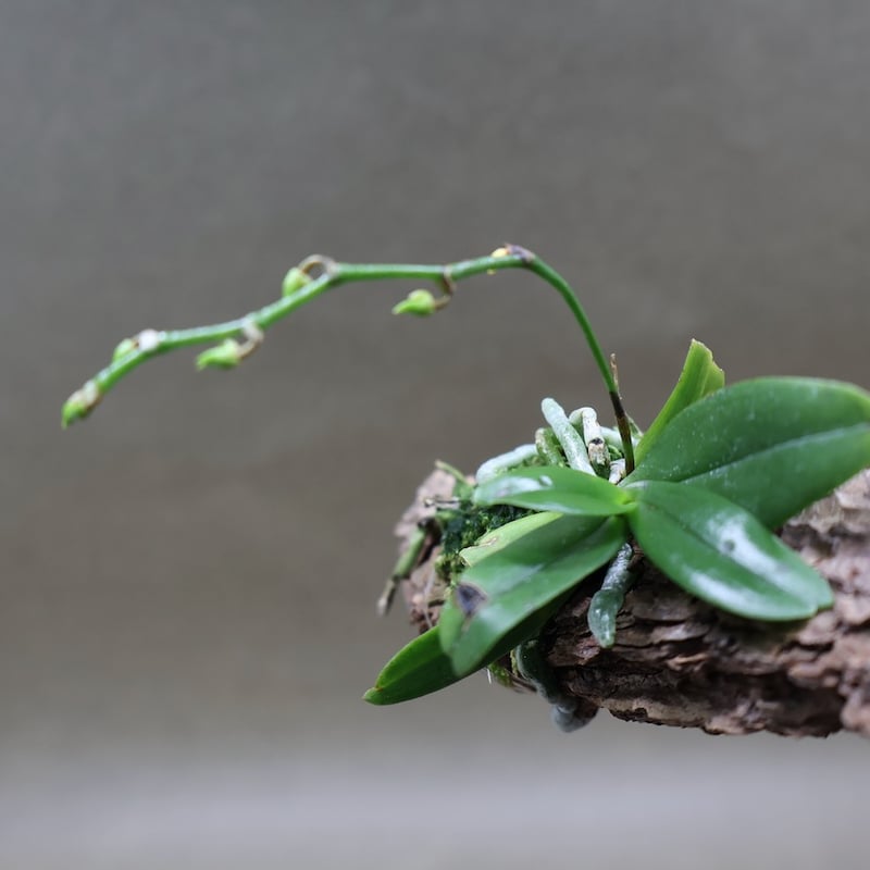 エランギス ルテオアルバ ロードスティクタ 01号 | air-plants TENGU-DO