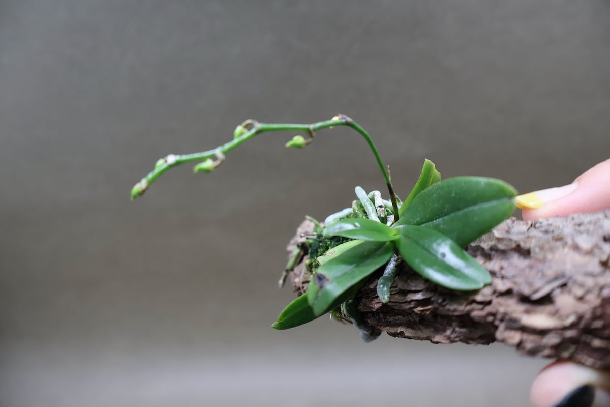 エランギス ルテオアルバ ロードスティクタ 01号 | air-plants TENGU-DO