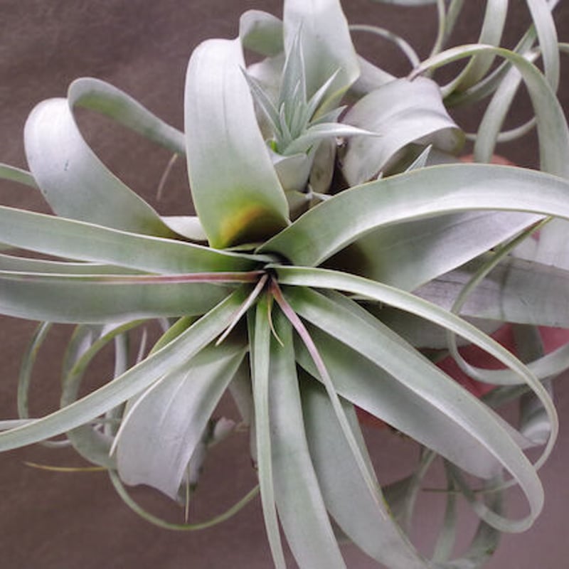 ギリエシークランプ Tillandsia ギリエシークランプ Tillandsia Amazon