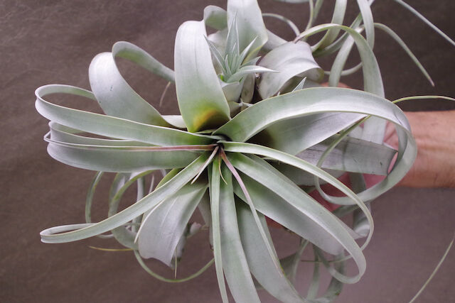 キセログラフィカ クランプ 02号 | air-plants TENGU-DO