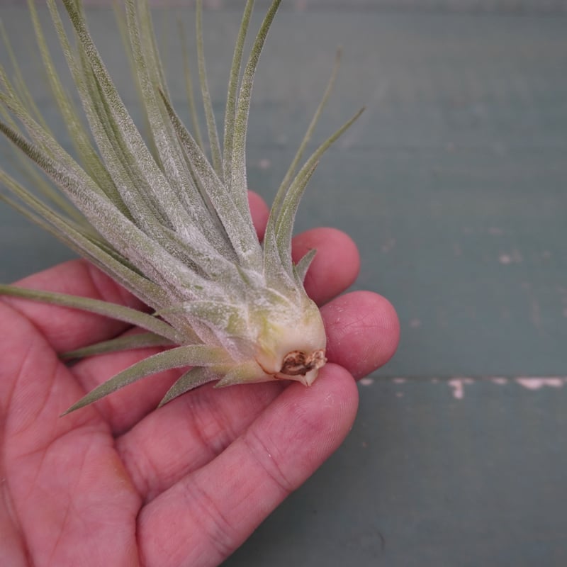 イオナンタ・ロシータ x マグヌシアナ【スタッフ特選】 | air-plants