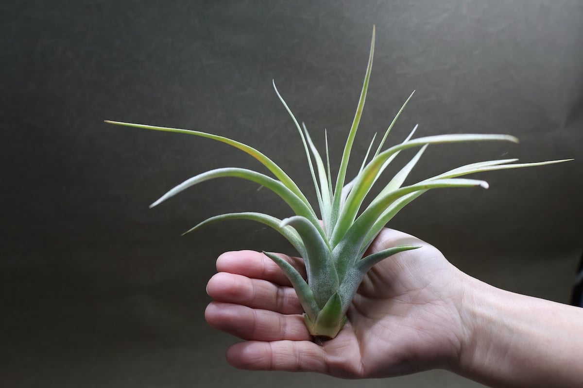 エリーサ （ コンコロール × ストレプトフィラ ）03号 | air-plants TEN