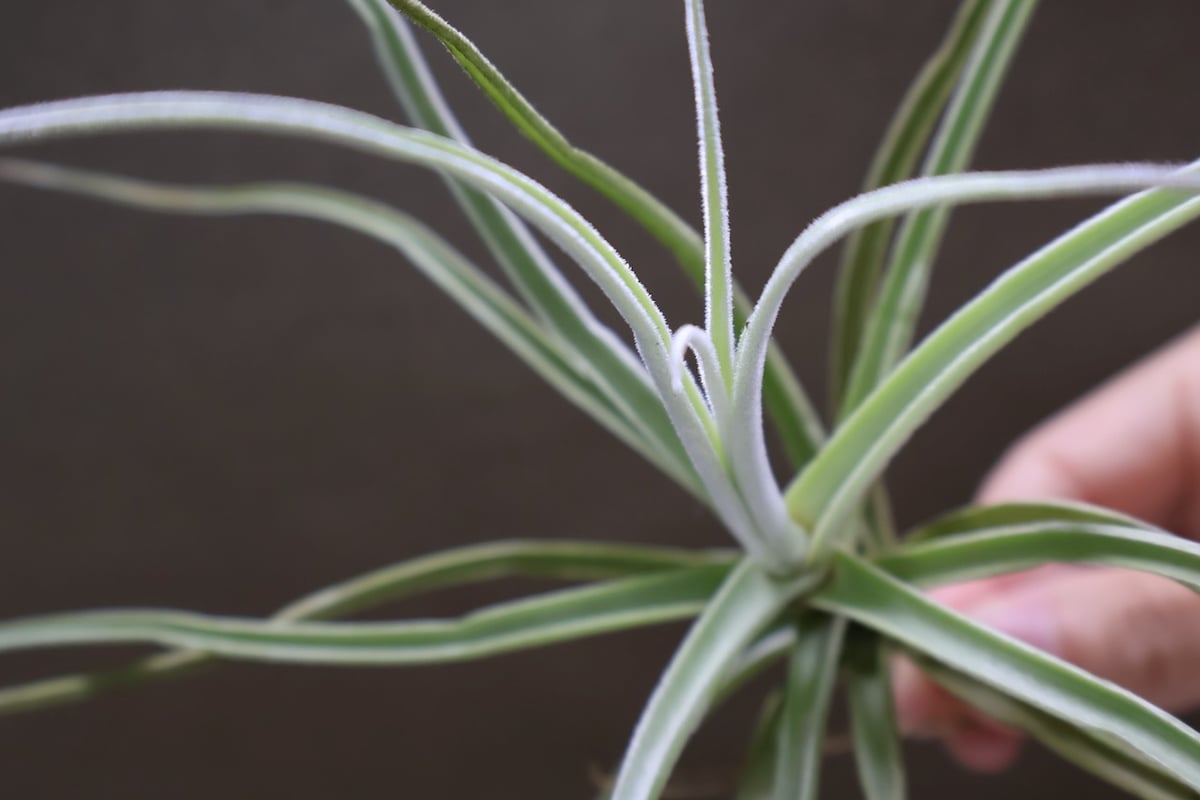 ストレプトカルパ 04号 | air-plants TENGU-DO