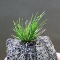 キューティーパイ （エーレルシアナxプエブレンシス）Sサイズ01号