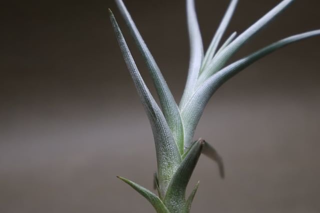 ミスティックレインボー（アルベルティアナ×アレキタエ) 05号 | air