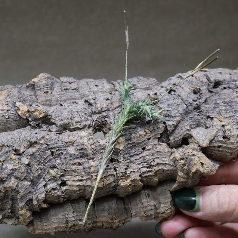 トリコレピス 22号 | air-plants TENGU-DO