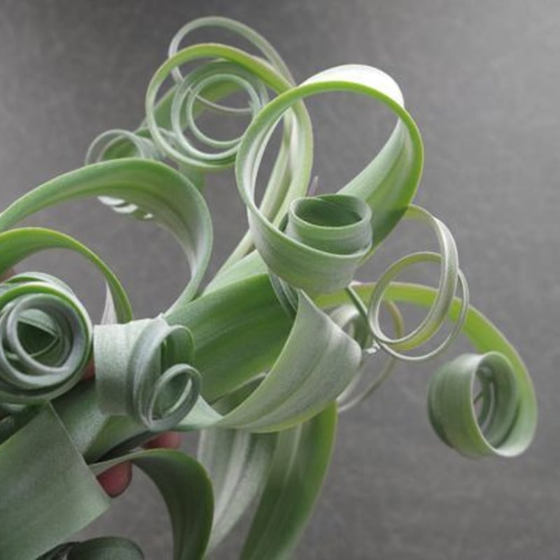 カーリースリム（インターメディア×ストレプトフィラ）01号 ※送料込