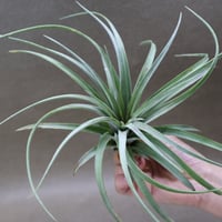 イオナンタ アルボマージナータ Sサイズ 41号 | air-plants TENGU-DO イオナンタ アルボマージナータ Sサイズ 41号 | air-plants TENGU-DO