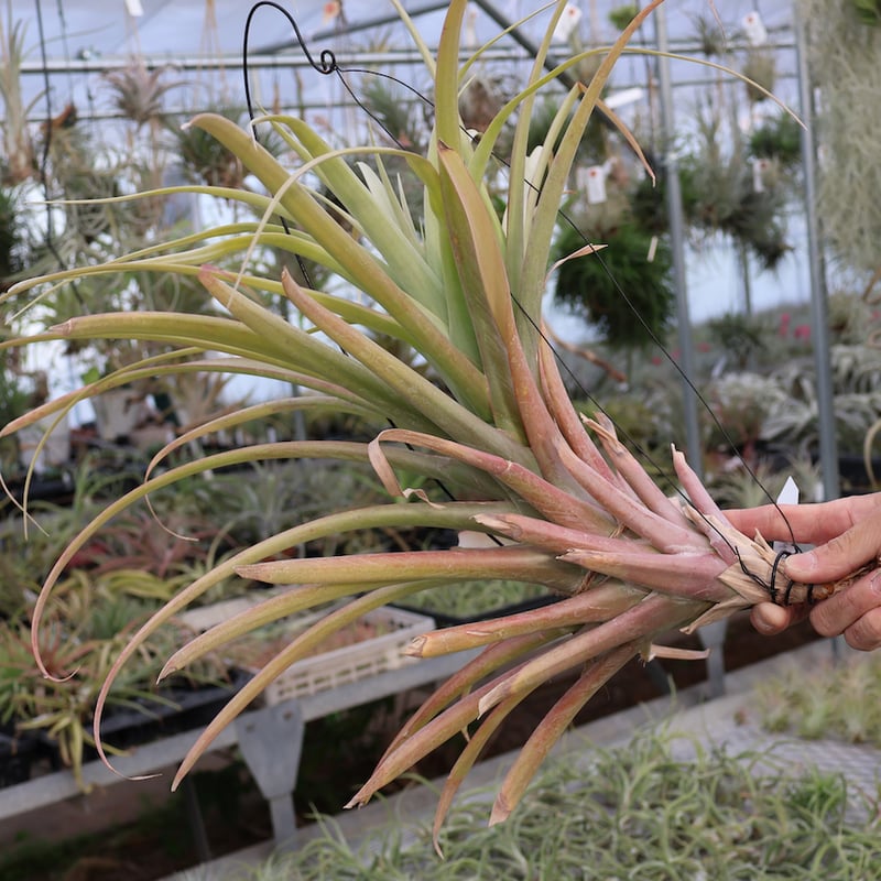 ロドセファラ 01号 | air-plants TENGU-DO