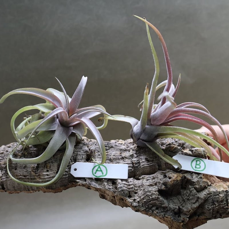 ストレプトフィラ 選抜株 | air-plants TENGU-DO