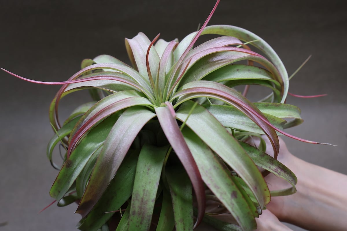 ブラキカウロス×ストレプトフィラ 76号 | air-plants TENGU-DO