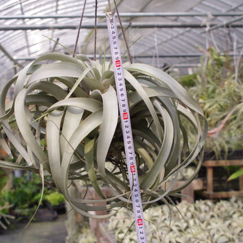 キセログラフィカ 特大2X Lサイズ 03号 | air-plants TENGU-DO