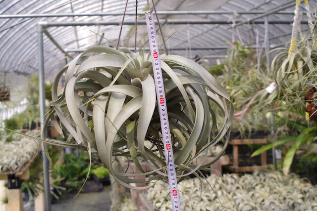 キセログラフィカ 特大2X Lサイズ 03号 | air-plants TENGU-DO