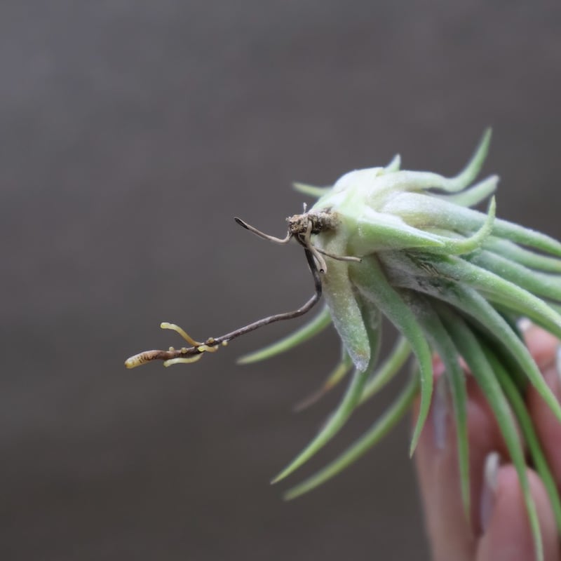 アプレタード BRT 01号 | air-plants TENGU-DO