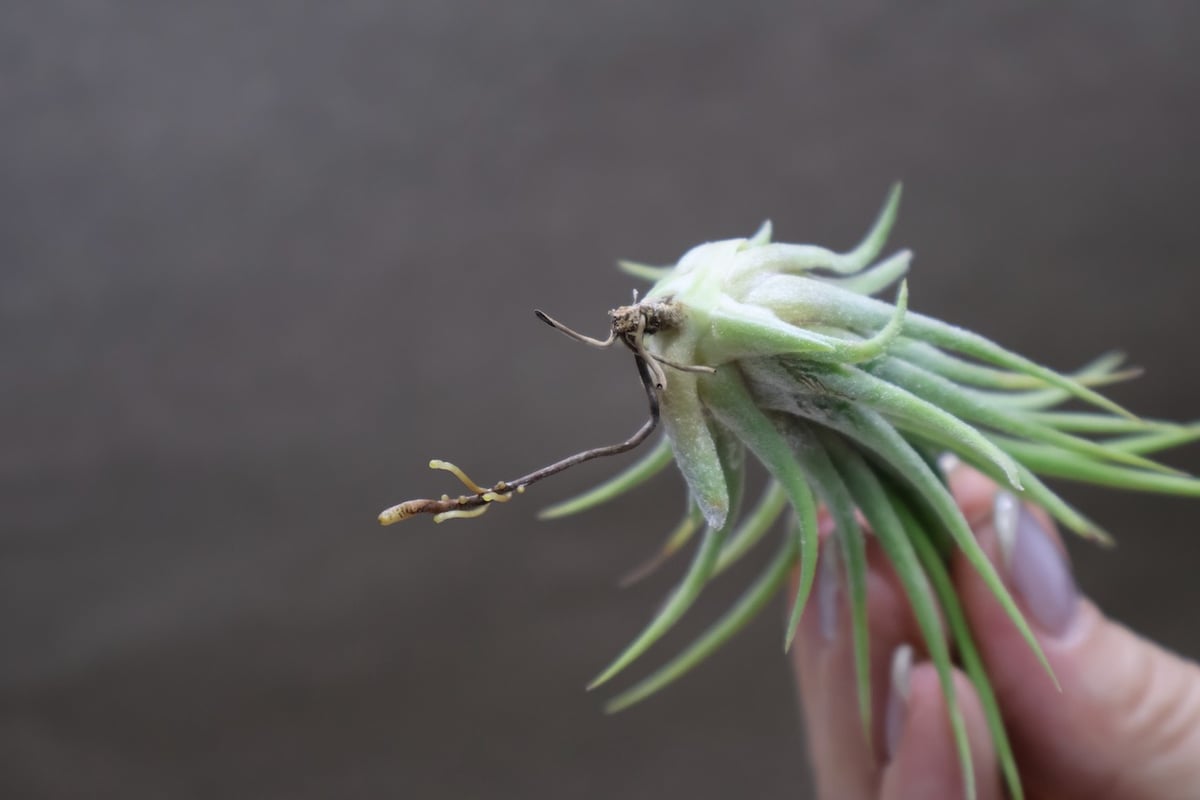 ヘドロ沼 様　ご確認用　アプレタードBRT ムキムキ肉厚イオナンタ！【チランジア・アプレタードBRT