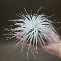 サカパネンシス 06号 | air-plants TENGU-DO