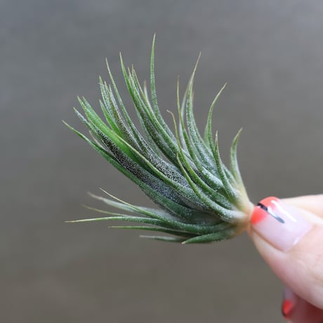 CATEGORY 品種名：I/J/K/L | air-plants TENGU-DO