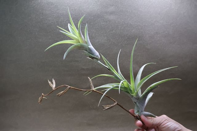 フレクスオーサ ヴィヴィパラ 14号 | air-plants TENGU-DO