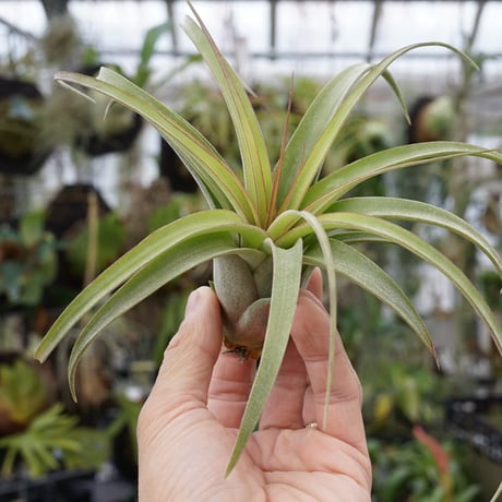 CATEGORY 交配種 | air-plants TENGU-DO ティランジア レディーフォー