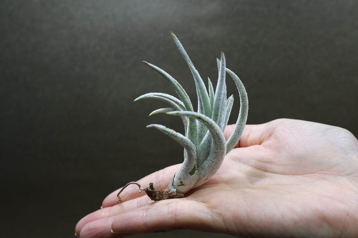 ミトラエンシス 08号 | air-plants TENGU-DO