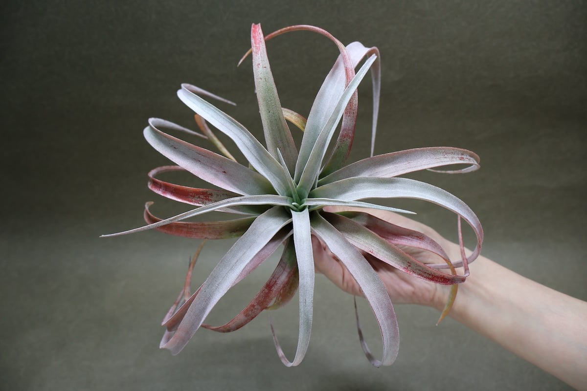 ココナッツグローブ（ チアペンシス × カピタータレッド ) 15号 | air