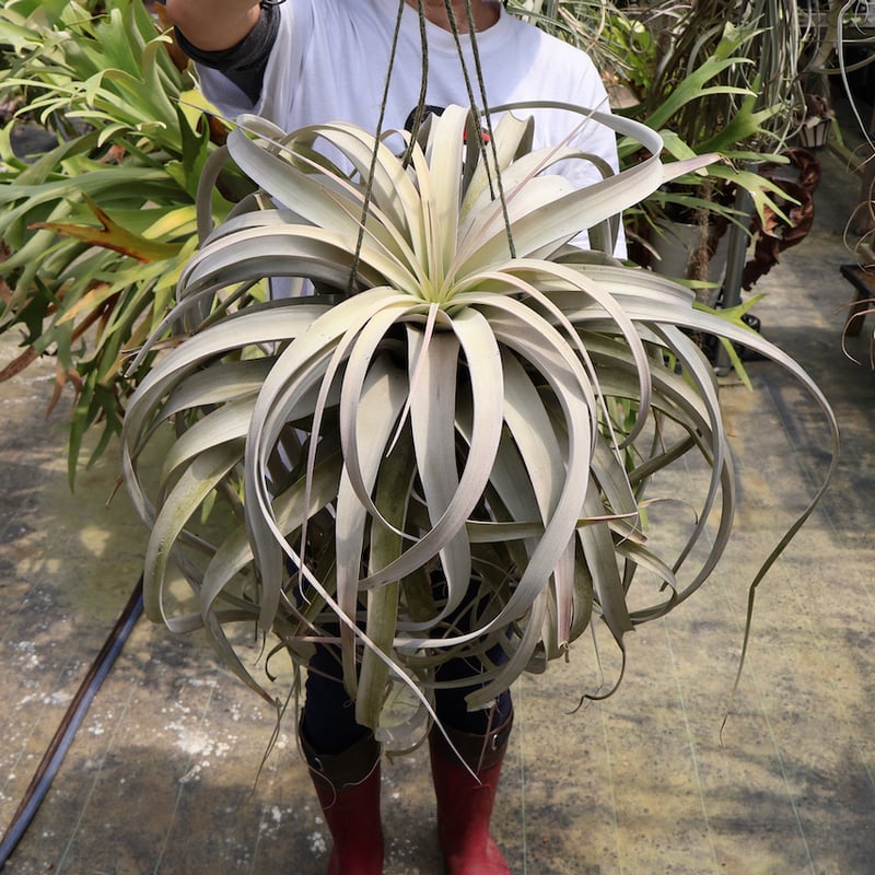 キセログラフィカ 特大3XLサイズ 06号 | air-plants TENGU-DO
