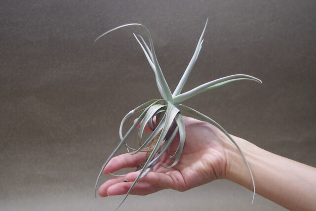 デュラティ×ガルドネリ 03号 | air-plants TENGU-DO