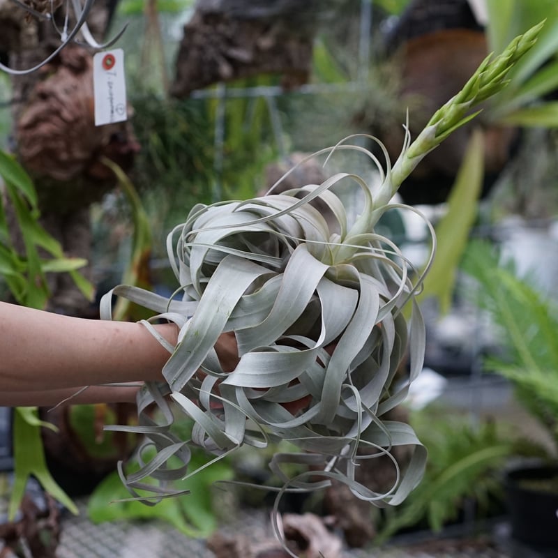 冬芽 スタッフ特選】キセログラフィカ 花芽付き B号 | air-plants