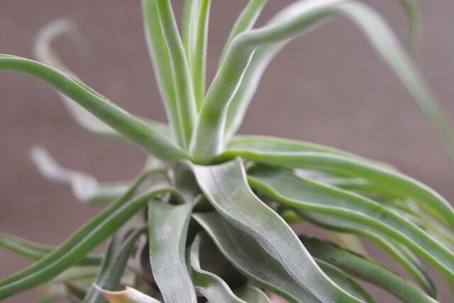 ストレプトフィラ × セレリアナ） × ショータイム 05号 | air-plants TE