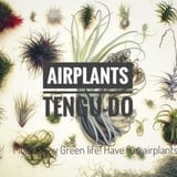 air-plants TENGU-DO