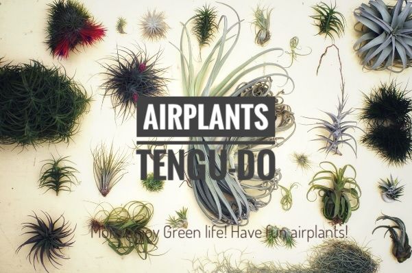air-plants TENGU-DO