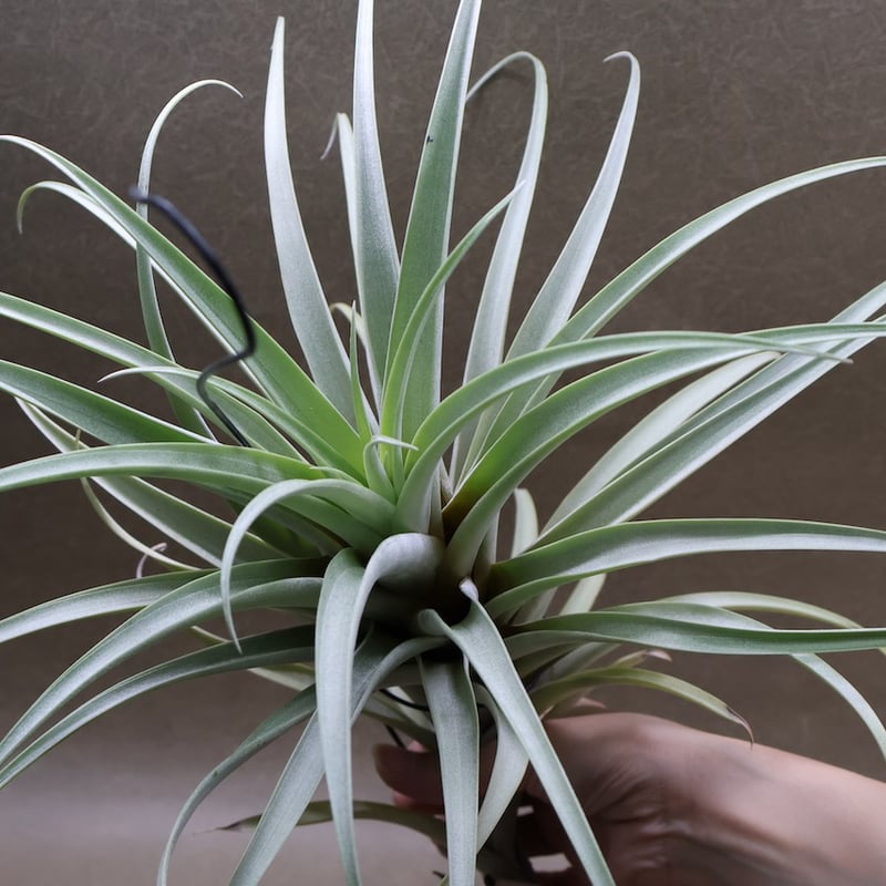 露葉 ロゼオスカパ XL サイズ 17号 | air-plants TENGU-DO