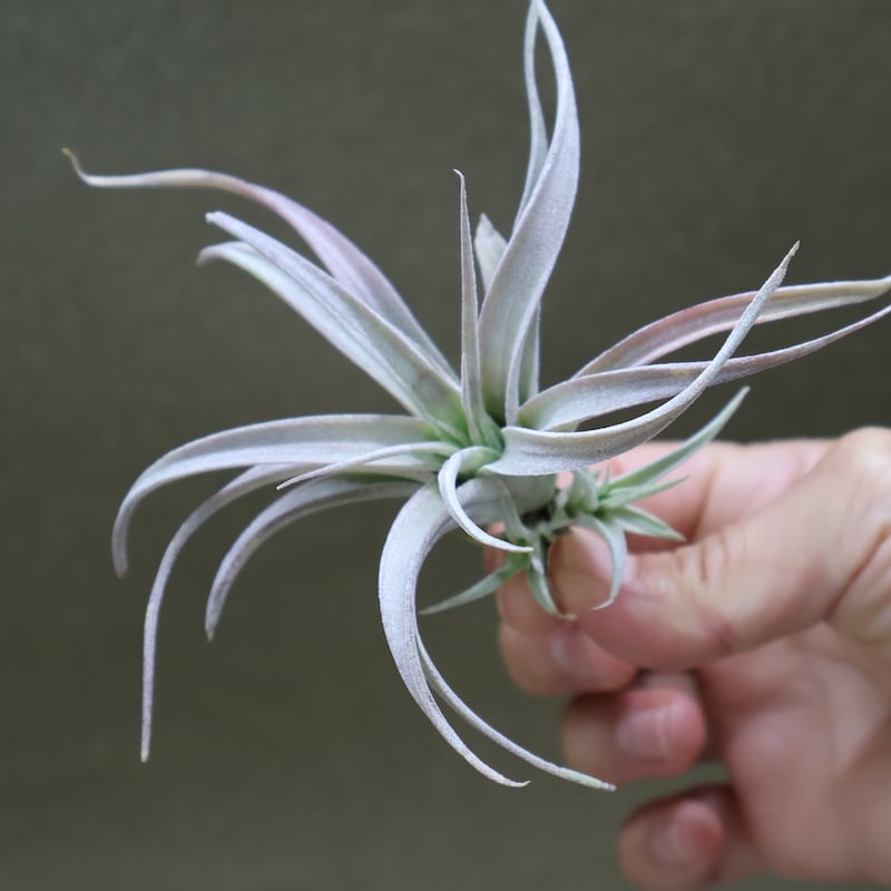チアペンシス ギガンテスコ 13号 | air-plants TENGU-DO