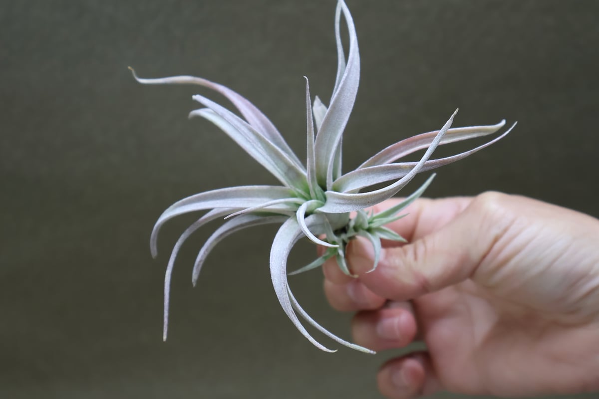 チアペンシス ギガンテスコ 13号 | air-plants TENGU-DO