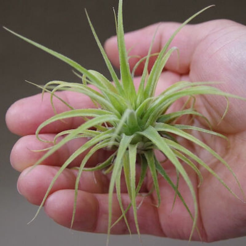 ストレプトフィラ x イオナンタ ウアメルラ 01号 | air-plants