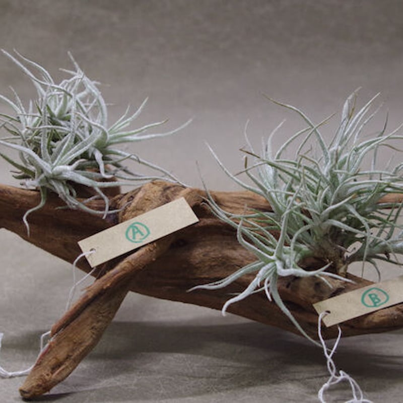 シュスゴネンシス クランプ 38-39号 | air-plants TENGU-DO