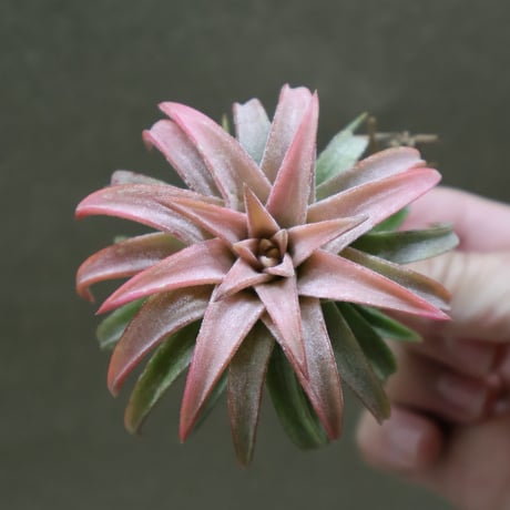 CATEGORY 品種名：I/J/K/L | air-plants TENGU-DO