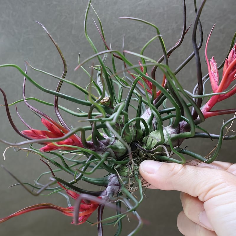ブルボーサ クランプ 24号 | air-plants TENGU-DO