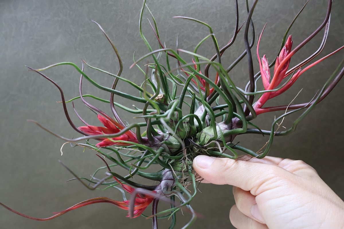 チランジア ブルボーサクランプ 特大size 流木付 ブルボーサ クランプ 24号 | air-plants TENGU-DO