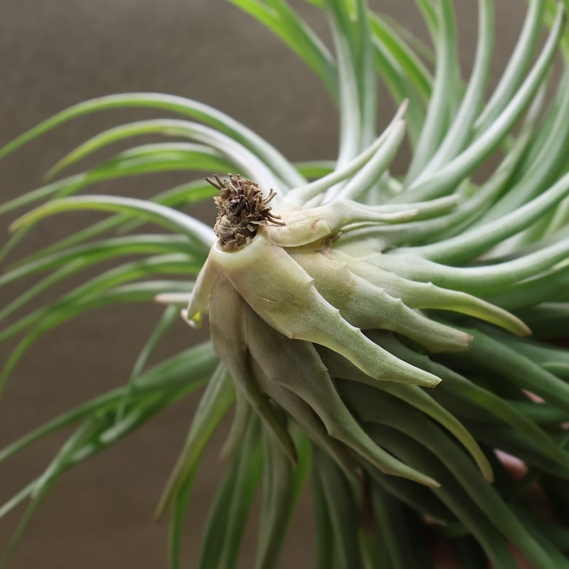 ブラキカウロス シュプリーム 06号 | air-plants TENGU-DO