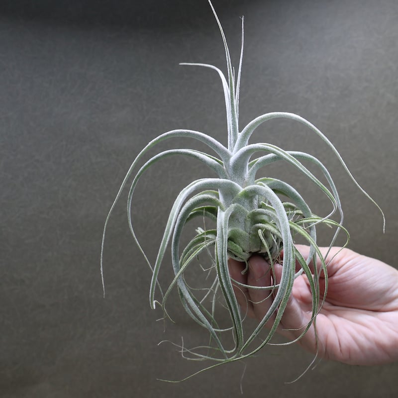 エーレルシアナ 36号 | air-plants TENGU-DO