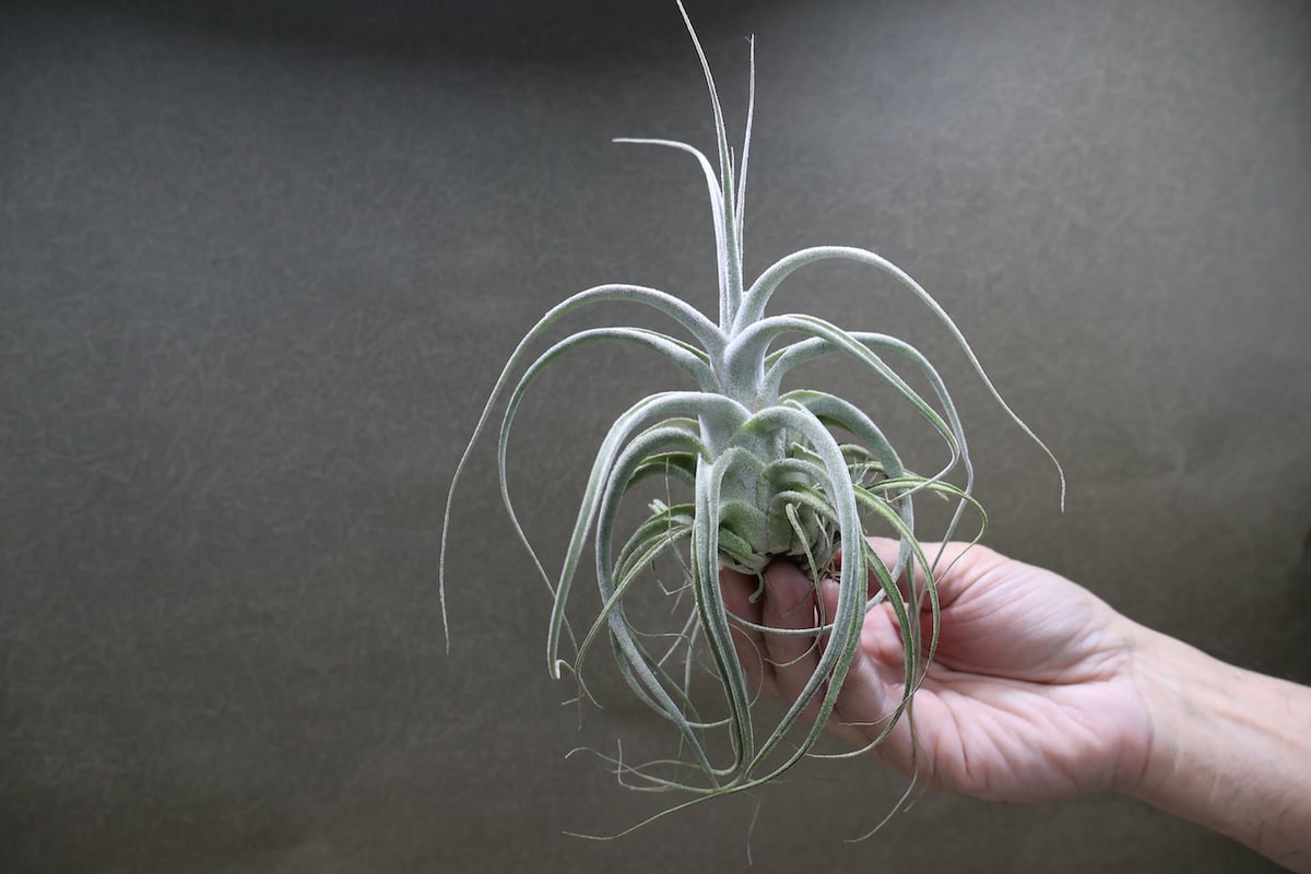 エーレルシアナ 36号 | air-plants TENGU-DO