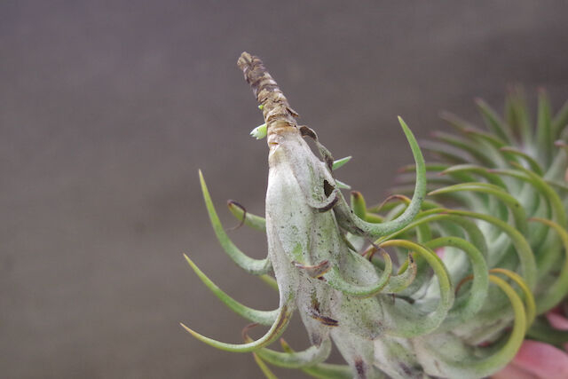 イオナンタ バンハイニンギー 特大サイズ 06号 | air-plants TENGU-DO