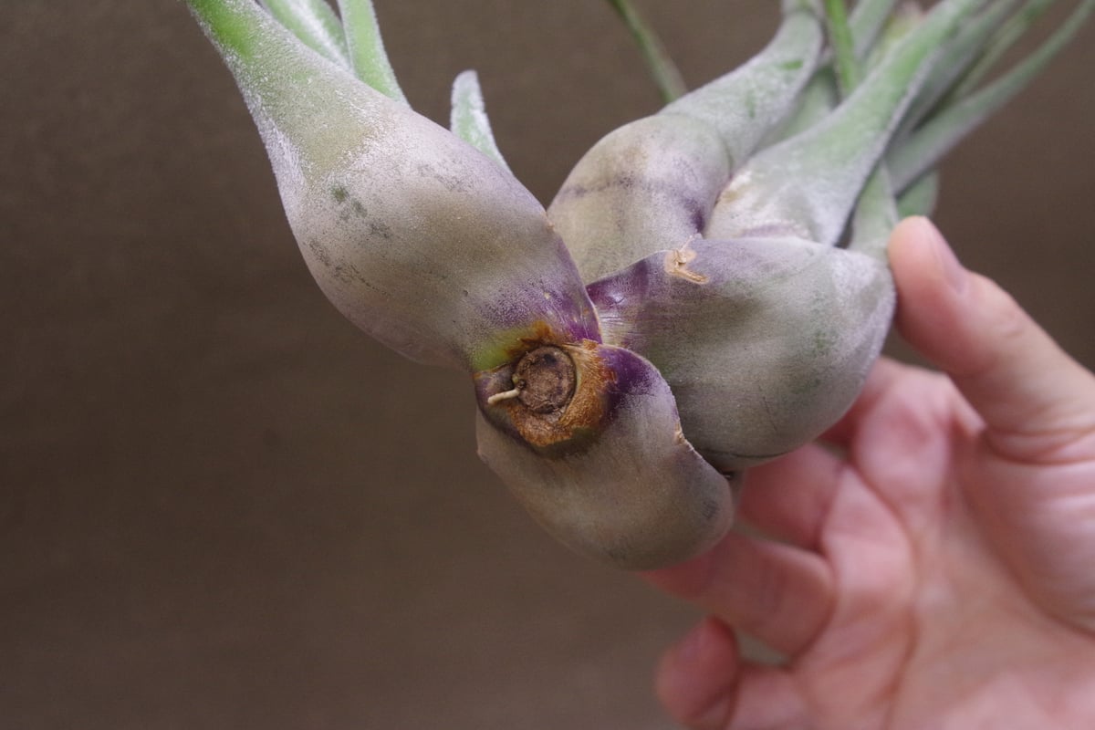 チランジア　セレリアナとかセット セレリアナ XL size 30号 | air-plants TENGU-DO