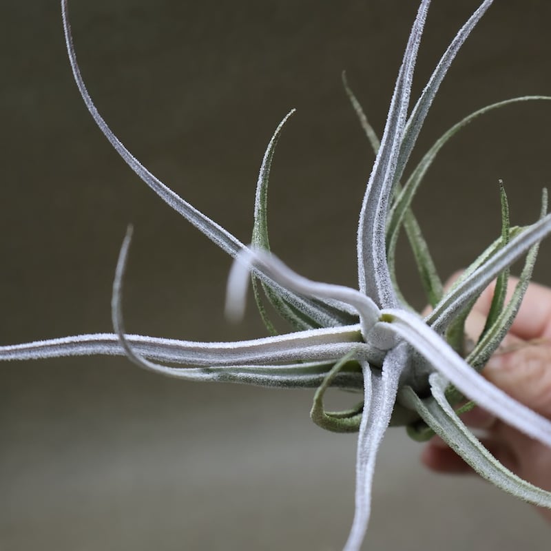 エーレルシアナ 49号 | air-plants TENGU-DO