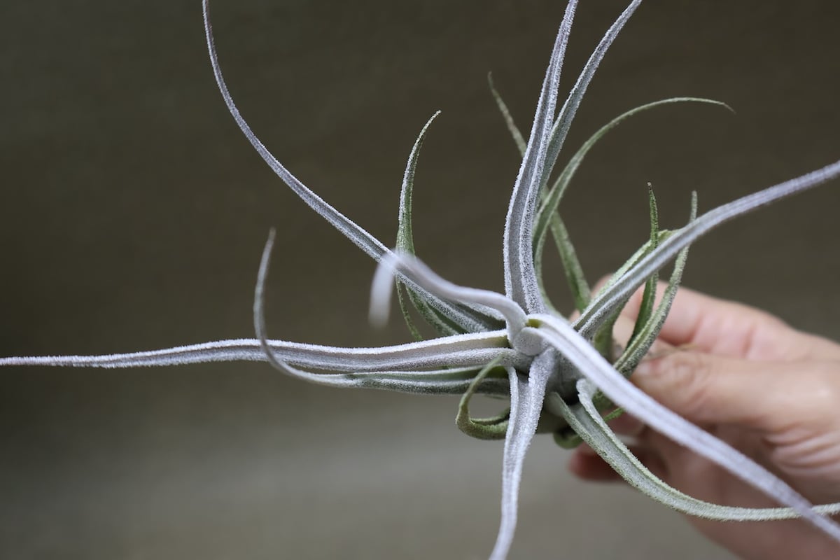 エーレルシアナ 49号 | air-plants TENGU-DO