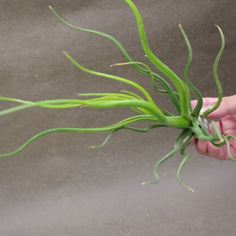 希少❗️エアプランツ　チランジア　ブルボーサ群生✨ チランジア・ブルボーサ×プエブレンシス Tillandsia bulbosa × T