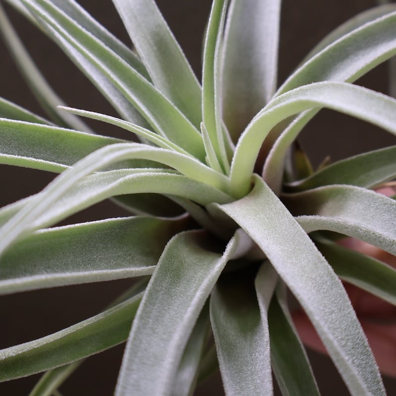 ベアコレアーレ × ハリシー 02号 | air-plants TENGU-DO